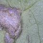 Urocystis syncocca (on the leaf of Hepatica nobilis)